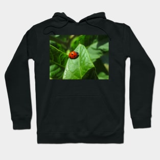 Lady Bug Hoodie